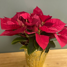 The Plant Shoppe Poinsettia - 6" red