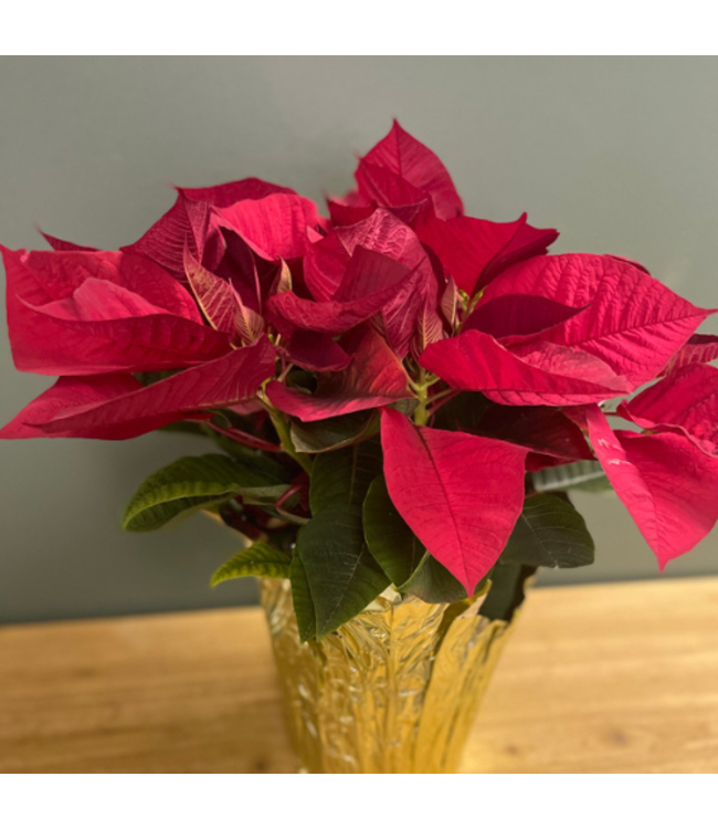 The Plant Shoppe Poinsettia - 6" red