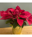 The Plant Shoppe Poinsettia - 6" red