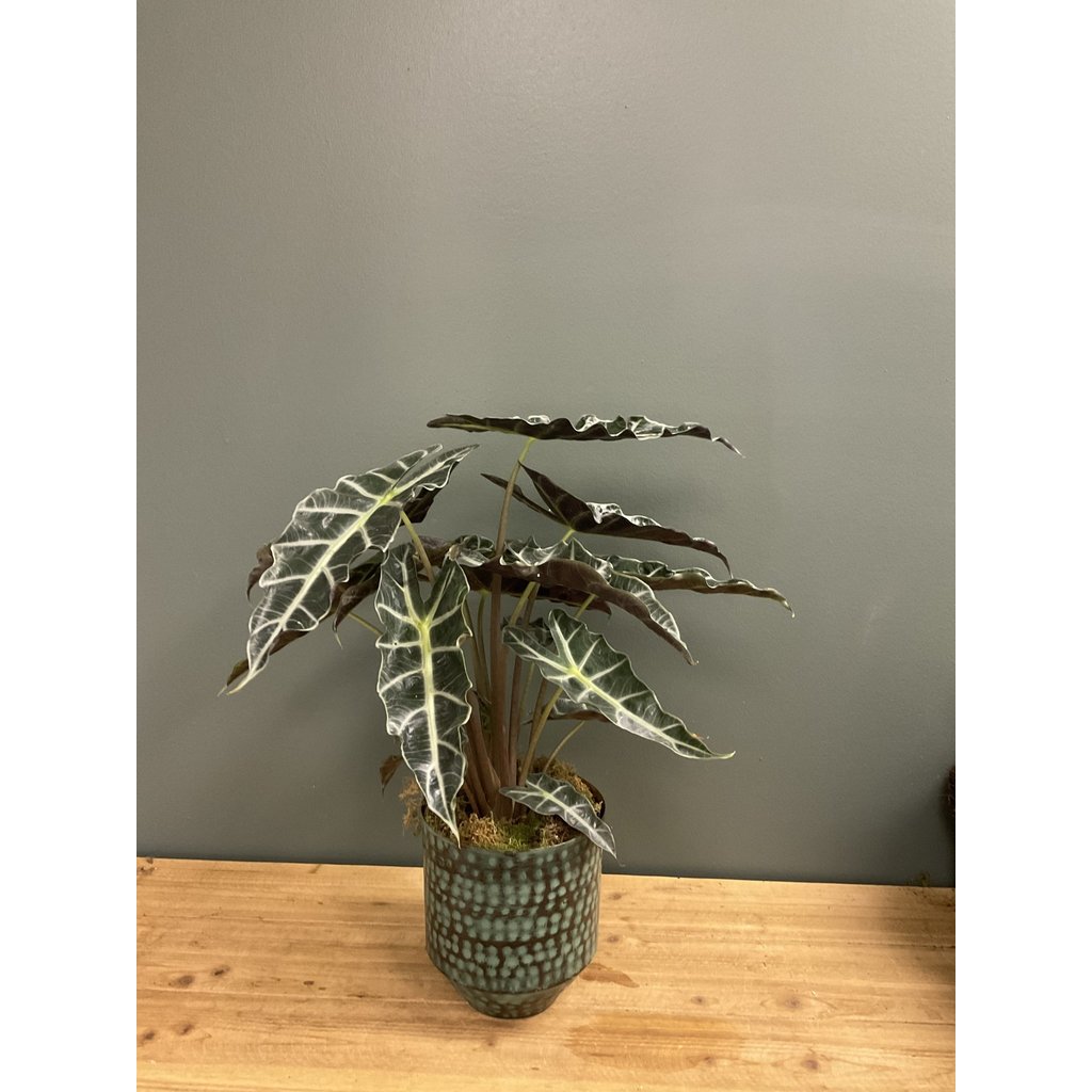 The Plant Shoppe Alocasia Polly 6" container