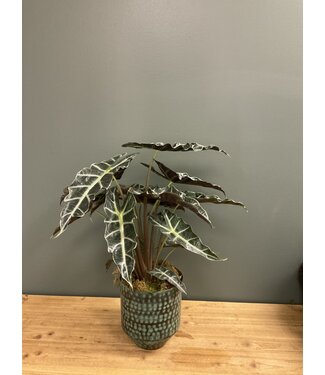 The Plant Shoppe Alocasia - Polly 6"