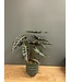 The Plant Shoppe Alocasia - Polly 6"