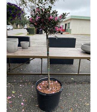 The Plant Shoppe Sparkling Burgundy, Sasanqua Standard 15gl
