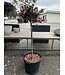 The Plant Shoppe Sparkling Burgundy, Sasanqua Standard 15gl