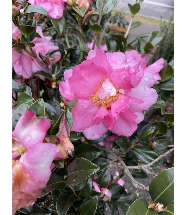 The Plant Shoppe Sparkling Burgundy, Sasanqua Standard 15G