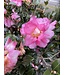 The Plant Shoppe Sparkling Burgundy, Sasanqua Standard 15gl