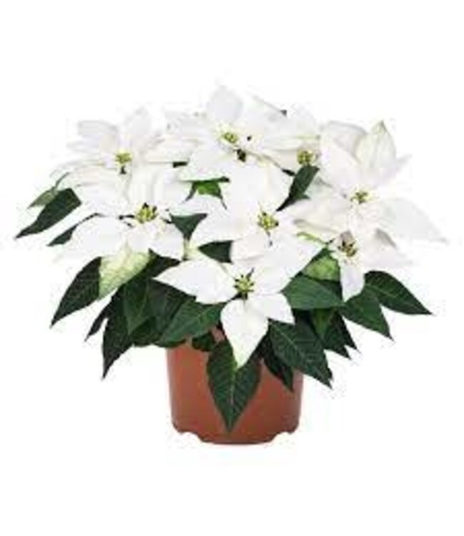 The Plant Shoppe Poinsettia - 10" Jadore White
