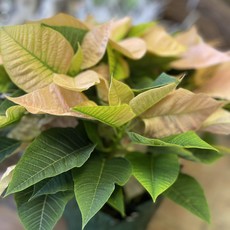 The Plant Shoppe Poinsettia - 8" cinnamon