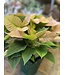 The Plant Shoppe Poinsettia - 8" cinnamon