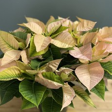 The Plant Shoppe Poinsettia - 8" cinnamon