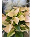 The Plant Shoppe Poinsettia - 8" cinnamon