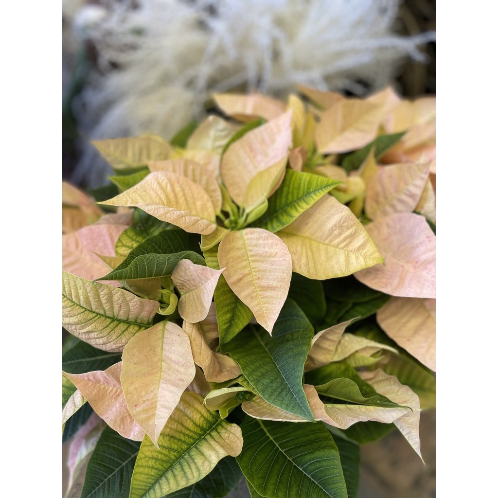 The Plant Shoppe Poinsettia - 10" cinnamon