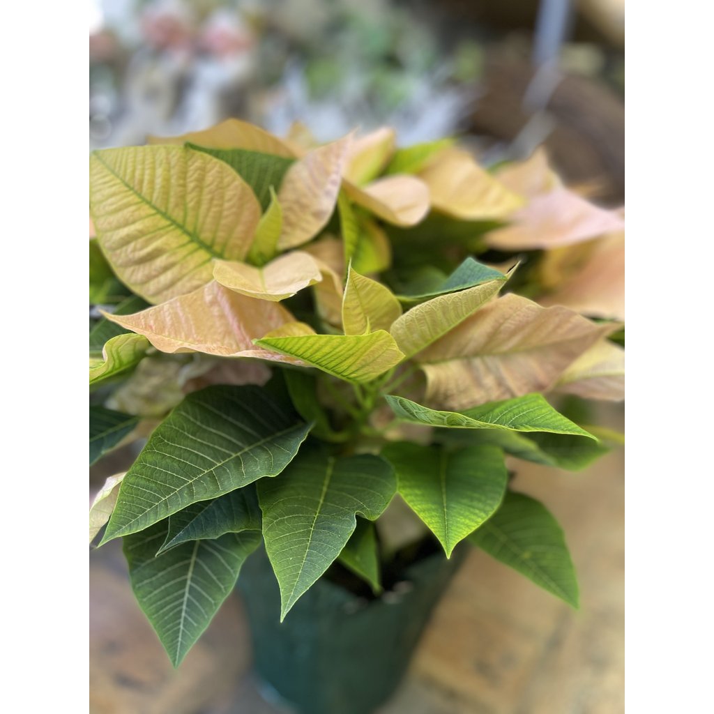 The Plant Shoppe Poinsettia - 10" cinnamon