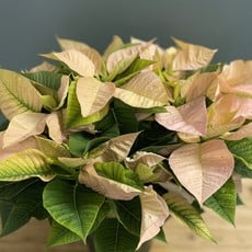 The Plant Shoppe Poinsettia - 10" cinnamon