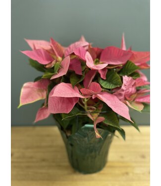 The Plant Shoppe Poinsettia - 10" Pink