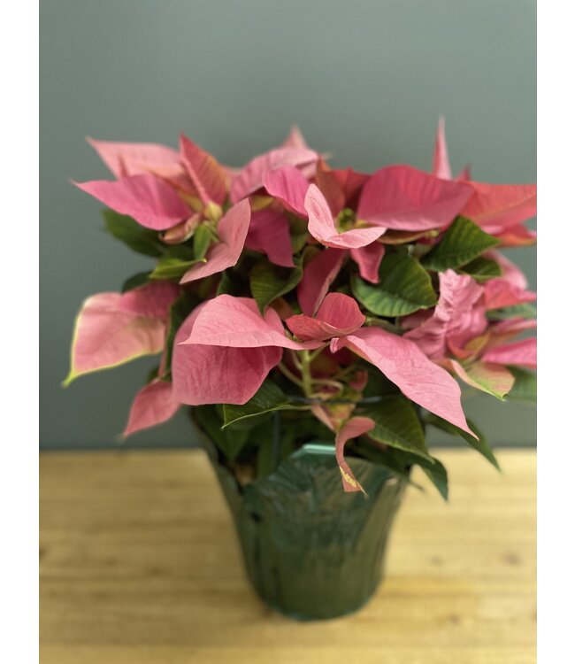 The Plant Shoppe Poinsettia - 10" Pink