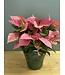 The Plant Shoppe Poinsettia - 10" Pink