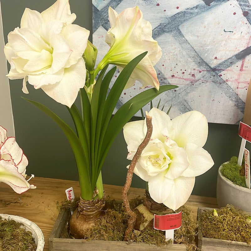 Amaryllis Picasso - The Plant Shoppe