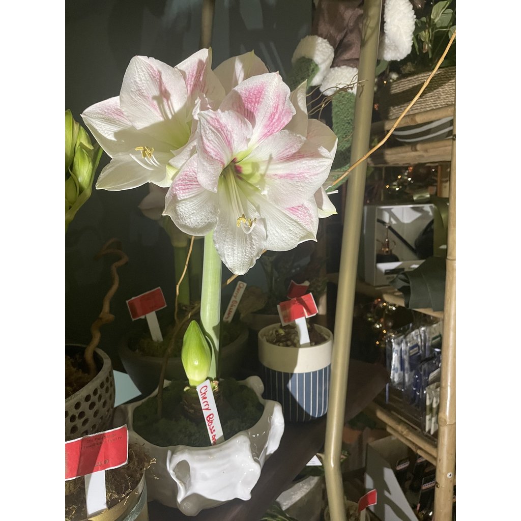 The Plant Shoppe Amaryllis Cherry Blossom
