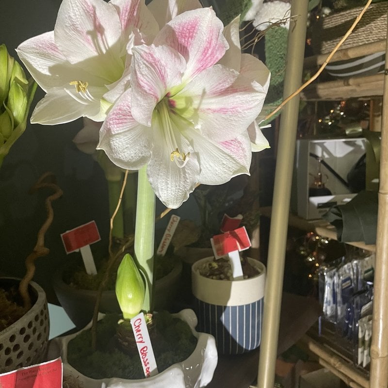 Amaryllis Picasso - The Plant Shoppe