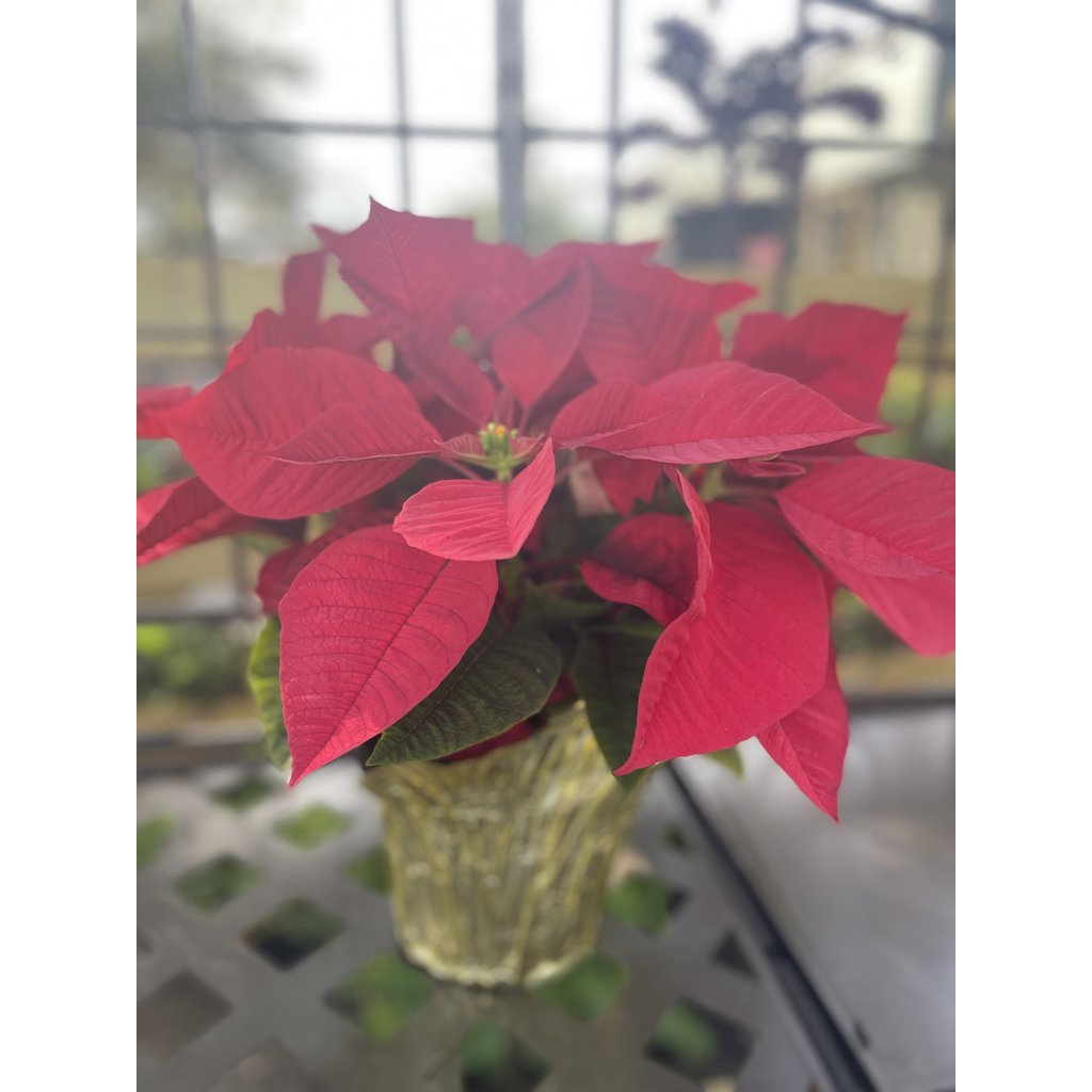 The Plant Shoppe Poinsettia - 6" red