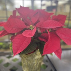 The Plant Shoppe Poinsettia - 6" red