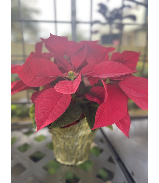 The Plant Shoppe Poinsettia - 6" red