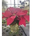 The Plant Shoppe Poinsettia - 6" red
