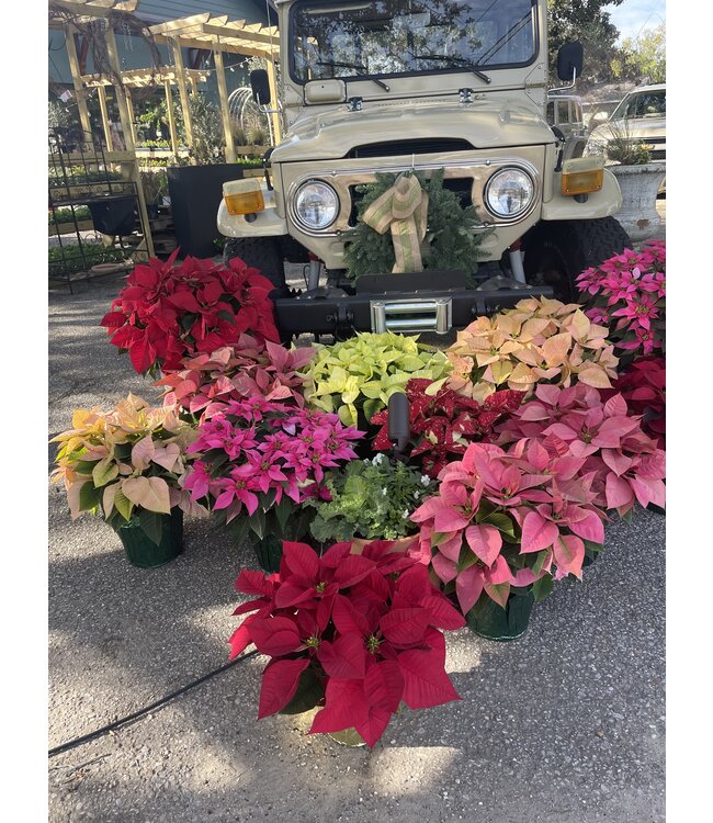 The Plant Shoppe Poinsettia - 6" red