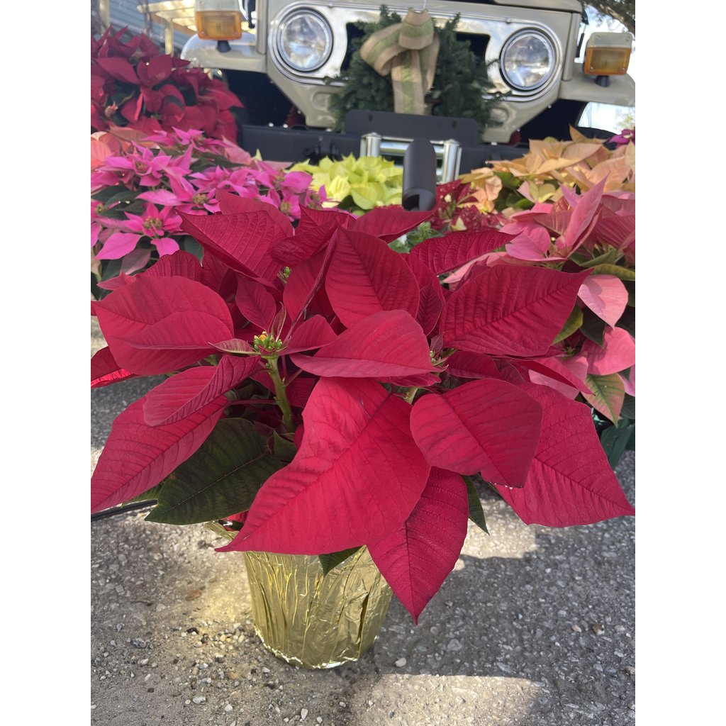 The Plant Shoppe Poinsettia - 6" red