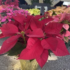 The Plant Shoppe Poinsettia - 6" red