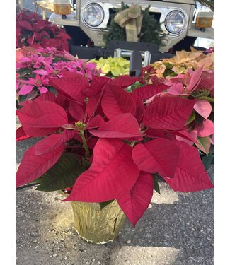 The Plant Shoppe Poinsettia - 6" red