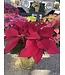 The Plant Shoppe Poinsettia - 6" red