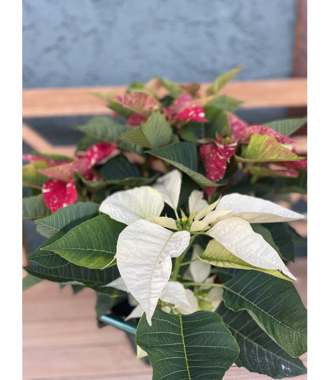 The Plant Shoppe Poinsettia - 8" glitter