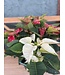 The Plant Shoppe Poinsettia - 8" glitter