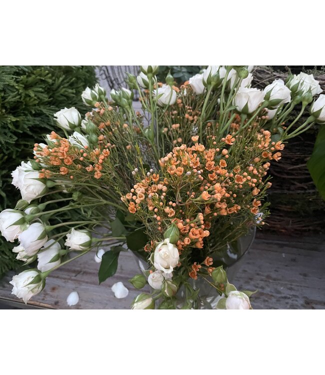 The Plant Shoppe FCS Lisianthus stem