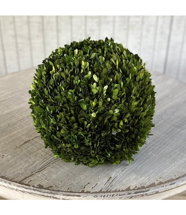 Preserved Boxwood 16" Ball