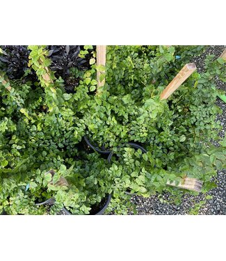 Creeping Fig Ivy - staked 1G