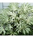 The Plant Shoppe FATSIA 'SPIDER'S WEB' # 3