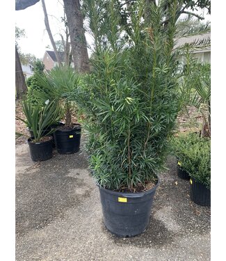 Japanese Yew 15G