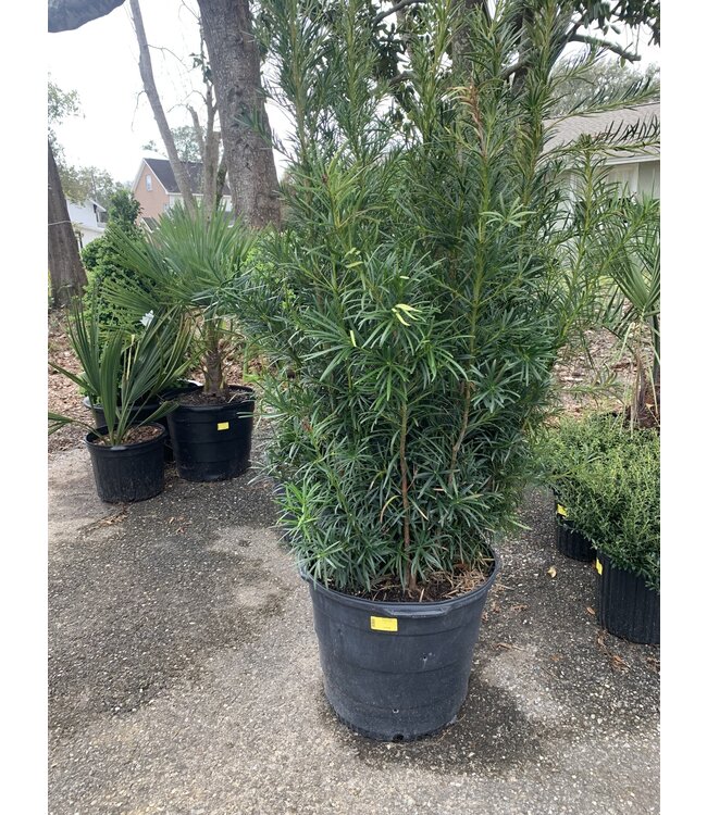 Japanese Yew 15G