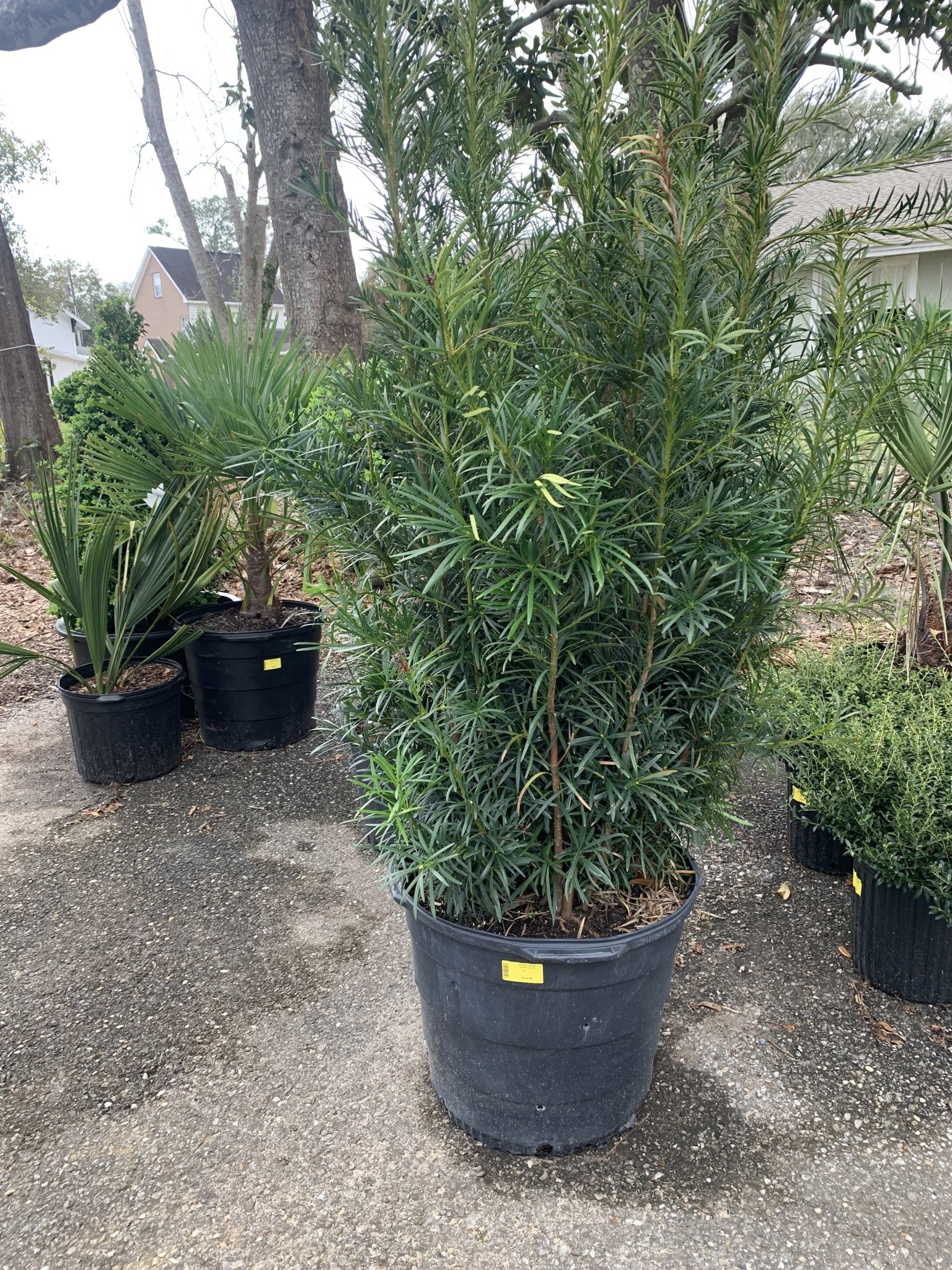 watering plants pot Self-Watering Wet Pots