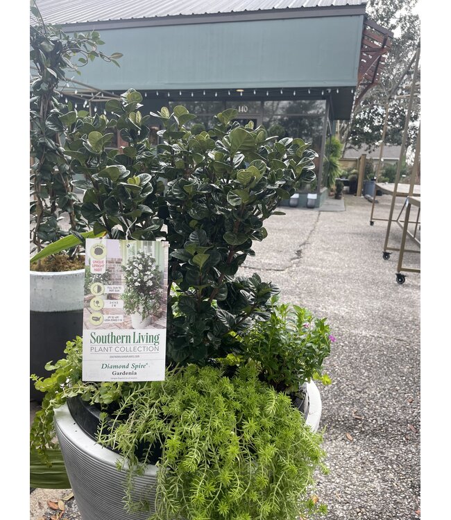 Southern Living GARDENIA DIAMOND SPIRE# 3