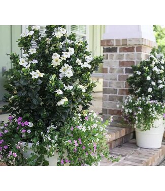 Southern Living GARDENIA DIAMOND SPIRE# 3