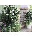 Southern Living GARDENIA DIAMOND SPIRE# 3