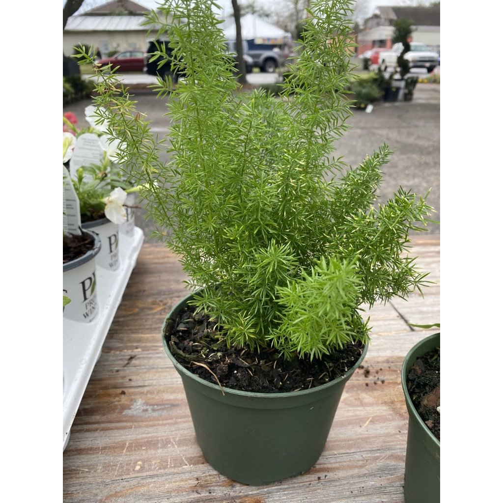 The Plant Shoppe Fern 'Foxtail' 6" container