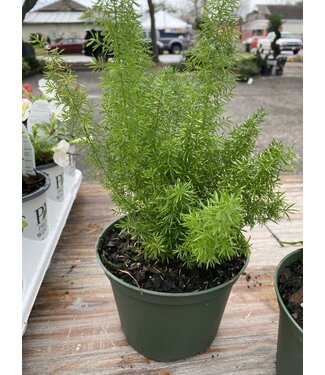 Fern 'Foxtail' 6" container