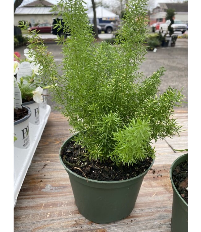 The Plant Shoppe Fern 'Foxtail' 6" container