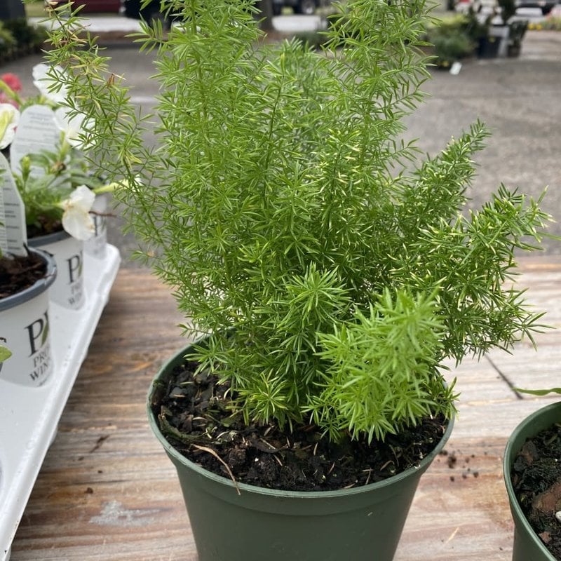 The Plant Shoppe Fern 'Foxtail' 6" container