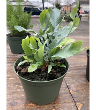 Fern - Blue Star 6" Grow Pot